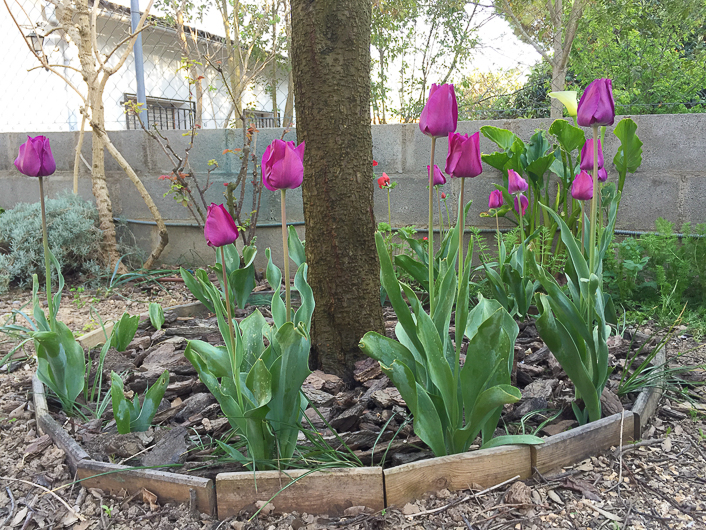 erección Amado Adversario Cómo plantar tulipanes? Guía básica - Floritismo