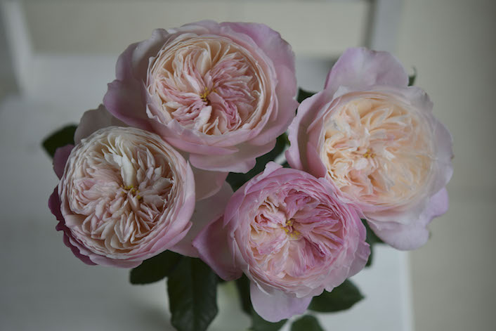 Rosas inglesas