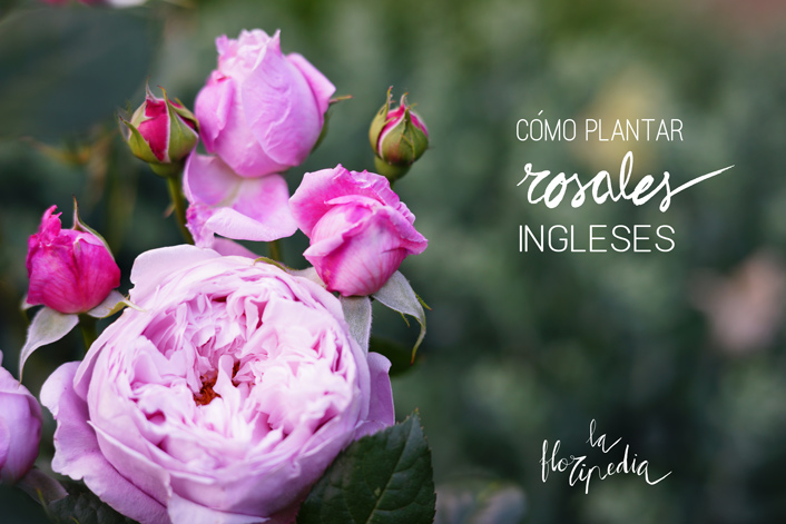 plantar rosal inglés