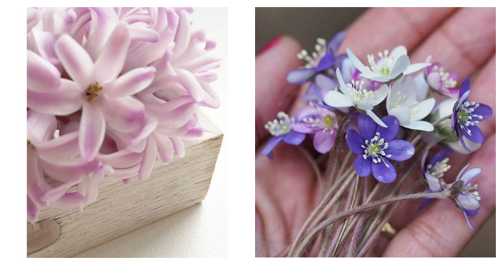 jacinto y flor lila