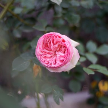 rosa ingles Pierre de Ronsard1
