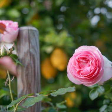 rosa ingles Pierre de Ronsard1