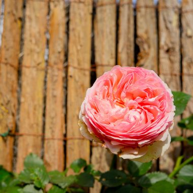 Rosal de Jardin - Meilland - Pierre de Ronsard - Floritismo