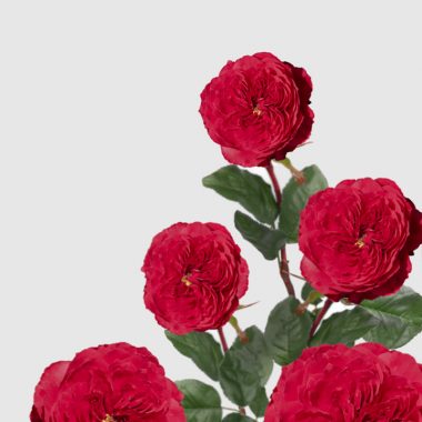Rosal de Jardín - Meilland - Alain Souchon - Floritismo