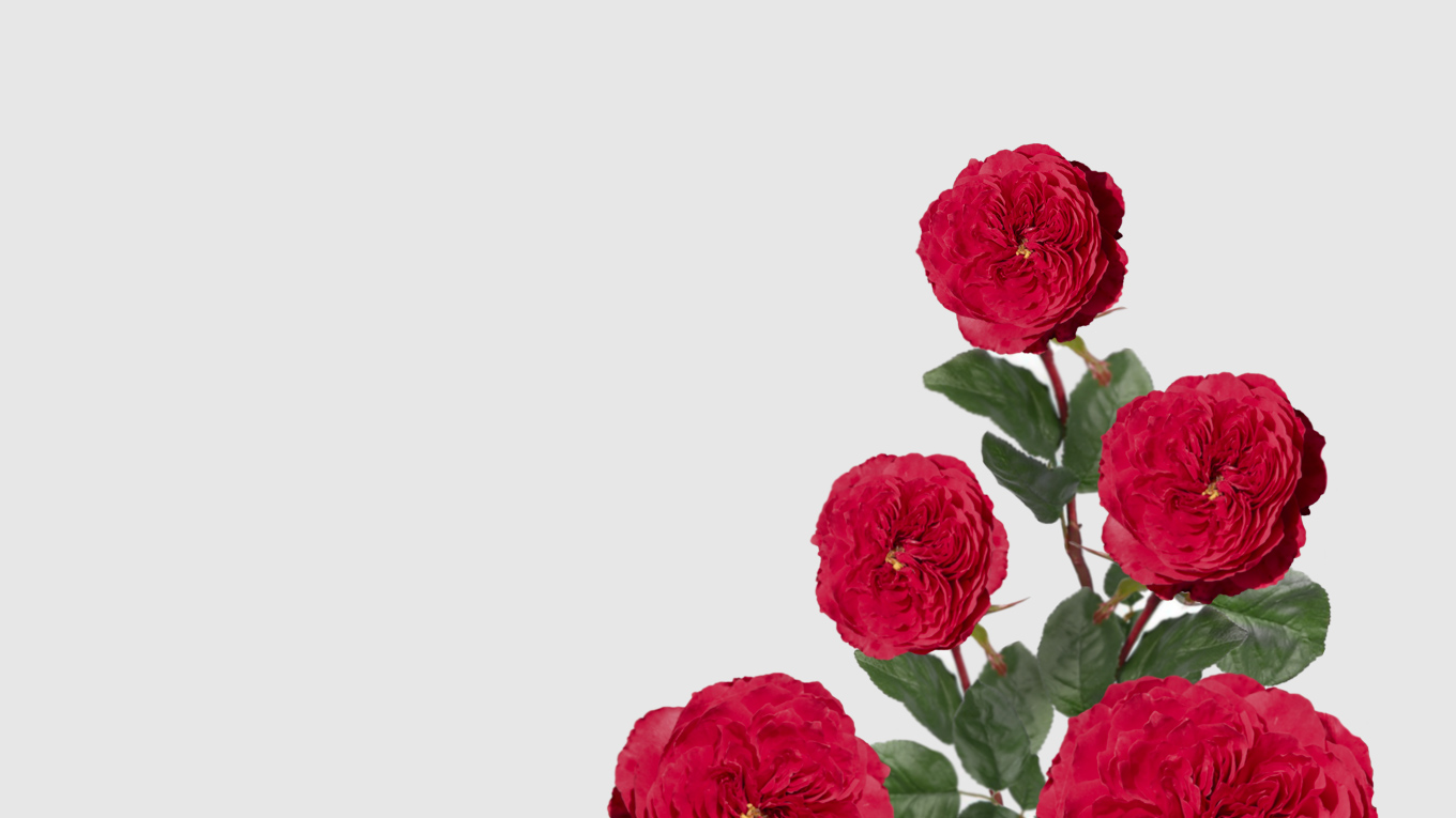 Rosal de Jardín - Meilland - Alain Souchon - Floritismo