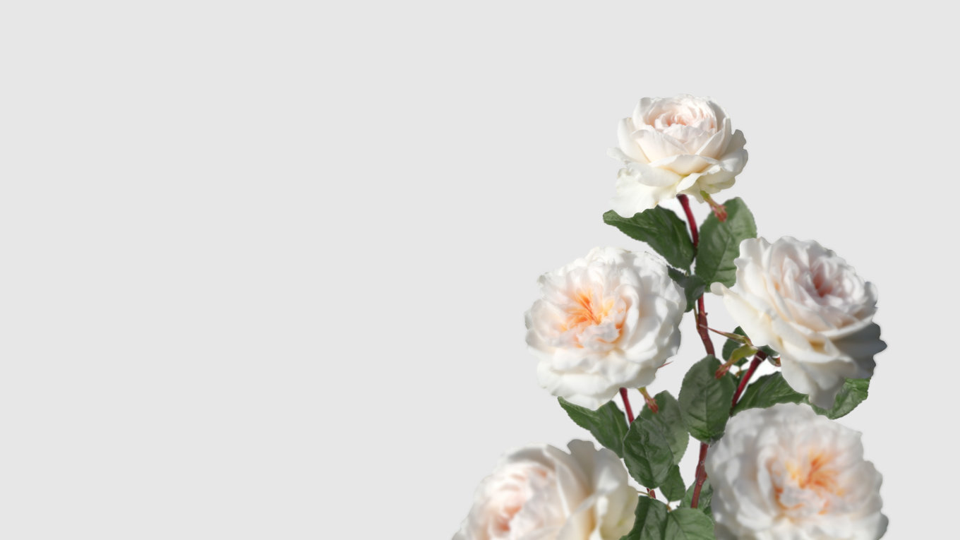 Rosa de Jardin Meilland - Sabrina - Floritismo