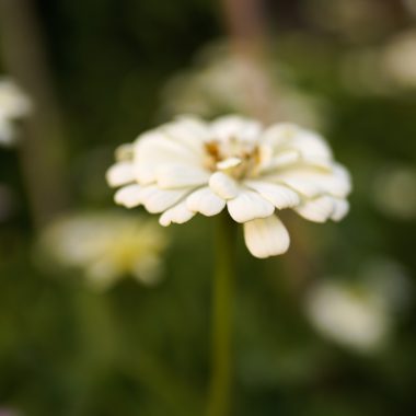 Zinnia Blanca - Floritismo
