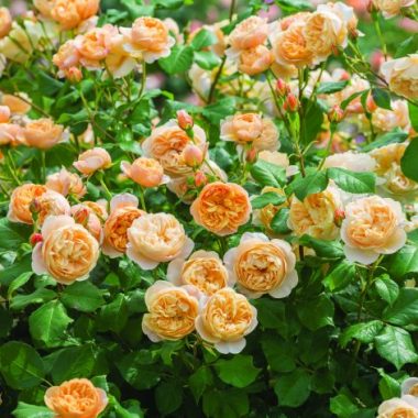 Roald Dahl (Ausowlish) David Austin® English Roses