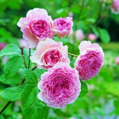James Galway™ (Auscrystal) David Austin® English Roses