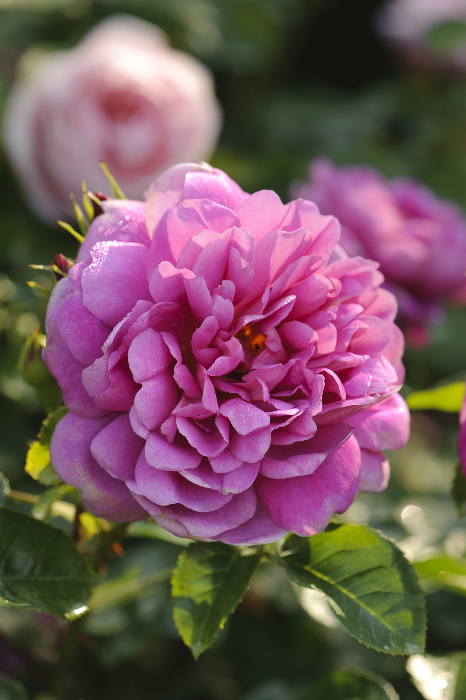 Princess Anne (Auskitchen) David Austin® English Roses