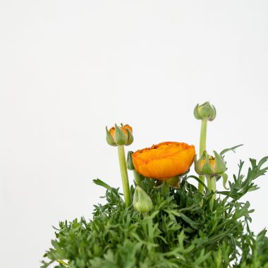 Ranunculos Naranja en Maceta - Floritismo