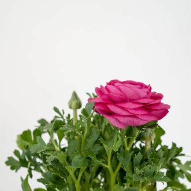 Ranunculos Rosa en Maceta - Floritismo