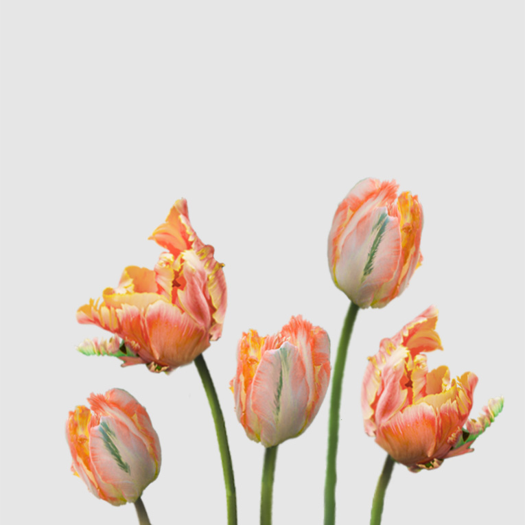 Tulipanes Apricot Parrot - Floritismo