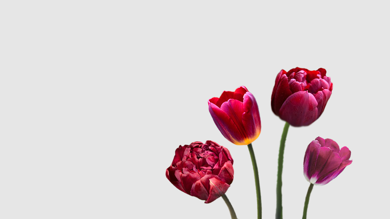 Tulipanes Burdeos Floritismo