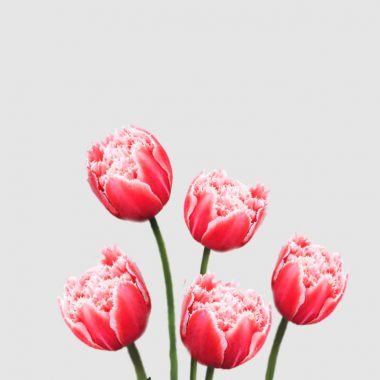 Tulipanes Columbus Deshilachados - Floritismo