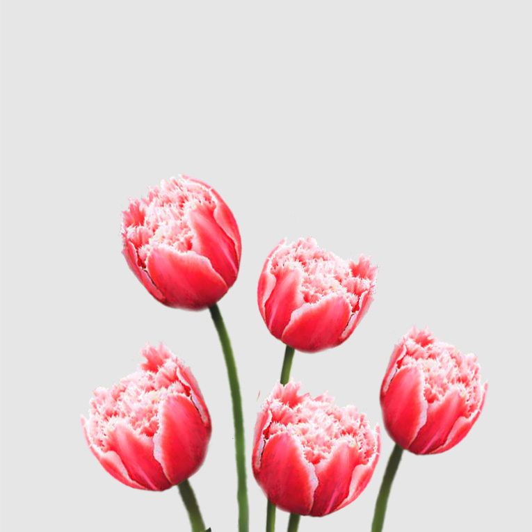 Tulipanes Columbus Deshilachados - Floritismo