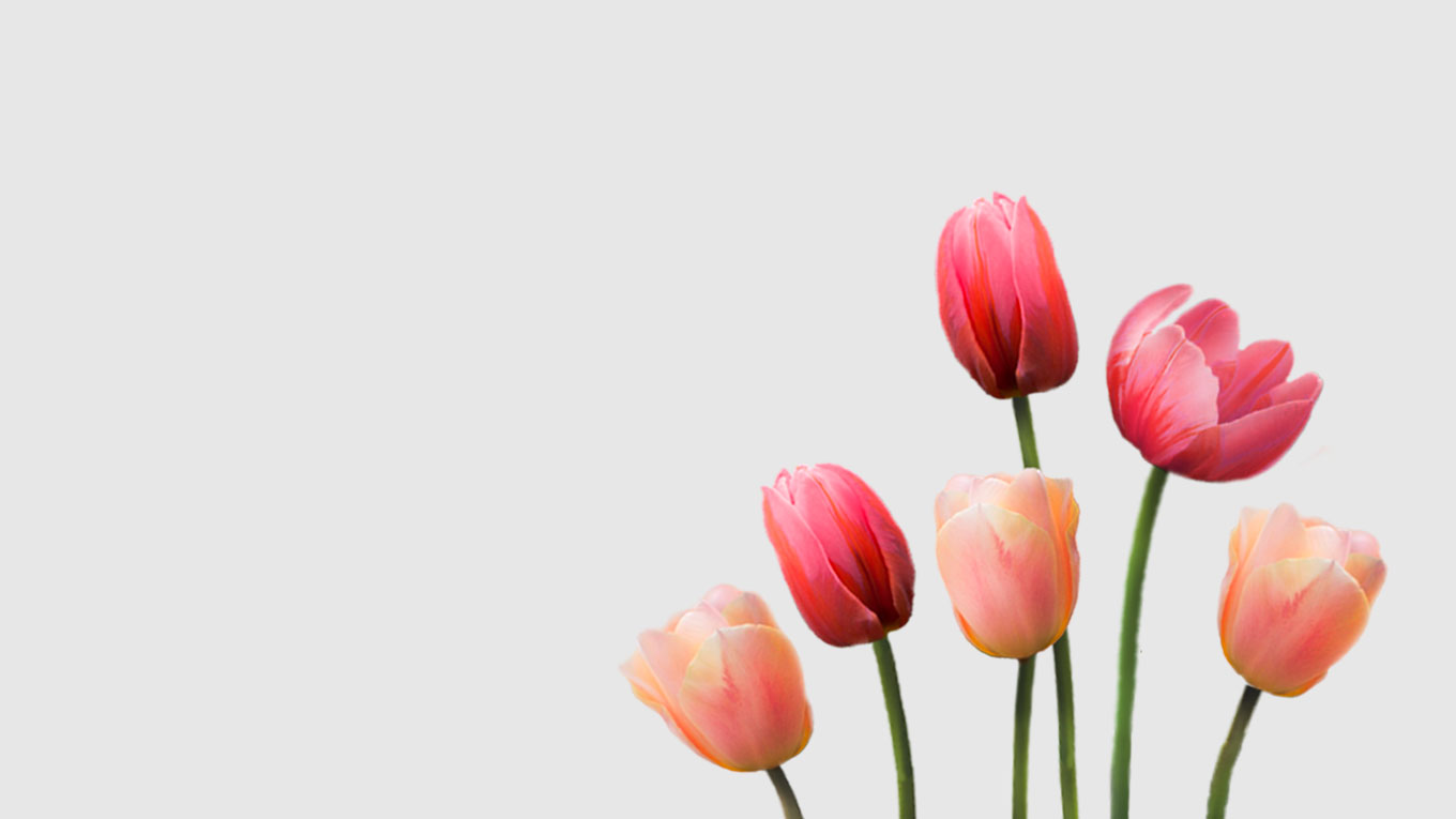 Tulipanes Elegance - Floritismo