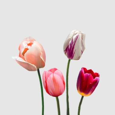 Tulipanes Elegance Floritismo