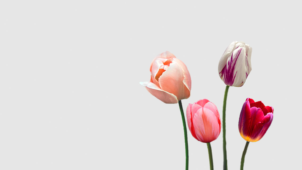 Tulipanes Elegance Floritismo