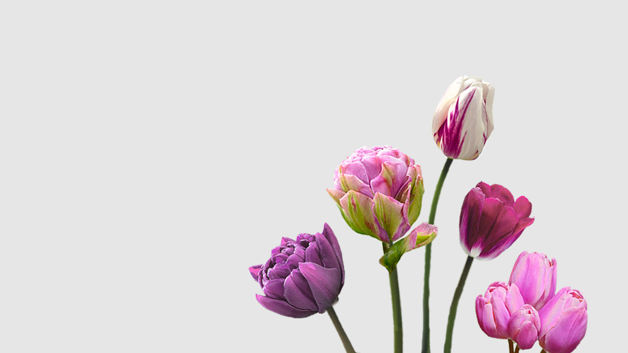 Tulipanes Violeta Floritismo