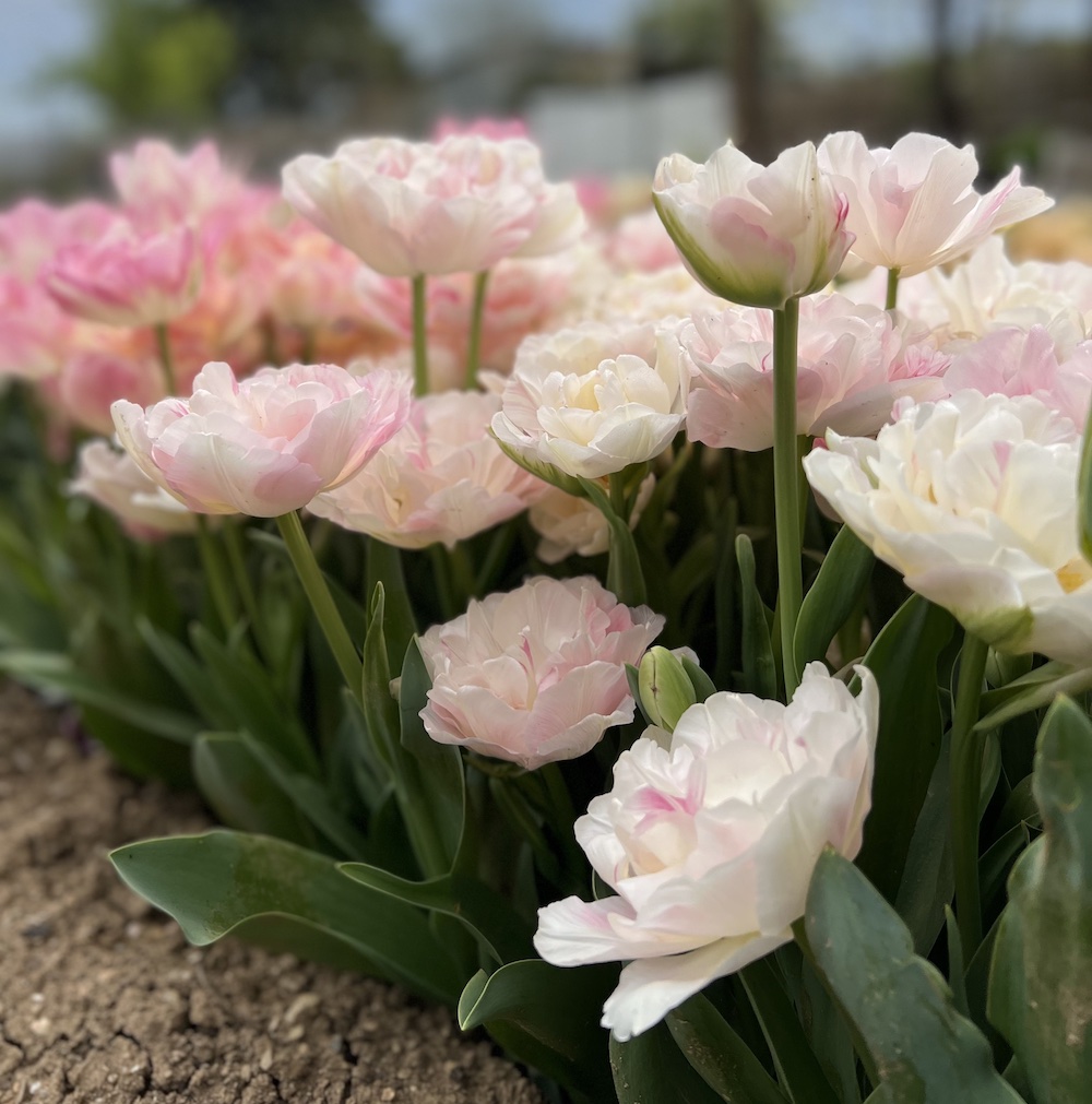 tulipan doble Floritismo