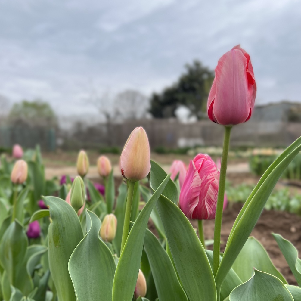 tulipan elegance Floritismo