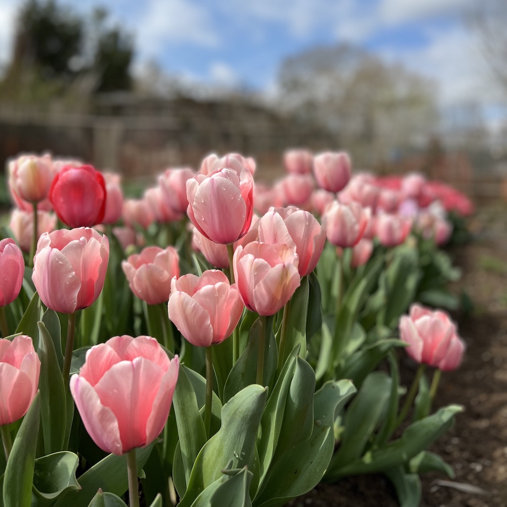 tulipan elegance rosa floritismo