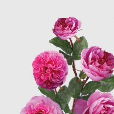 Rosal de Jardin - Meilland - Allegro - Floritismo