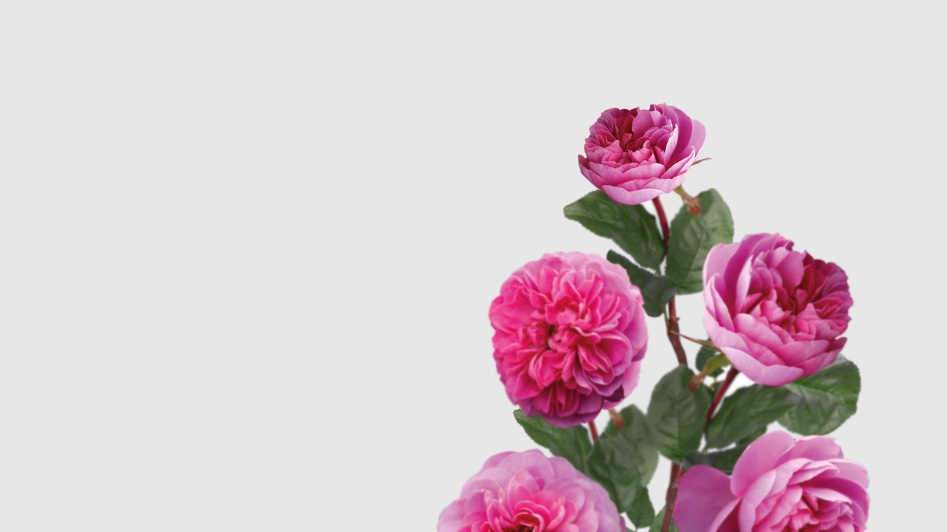 Rosal de Jardin - Meilland - Allegro - Floritismo