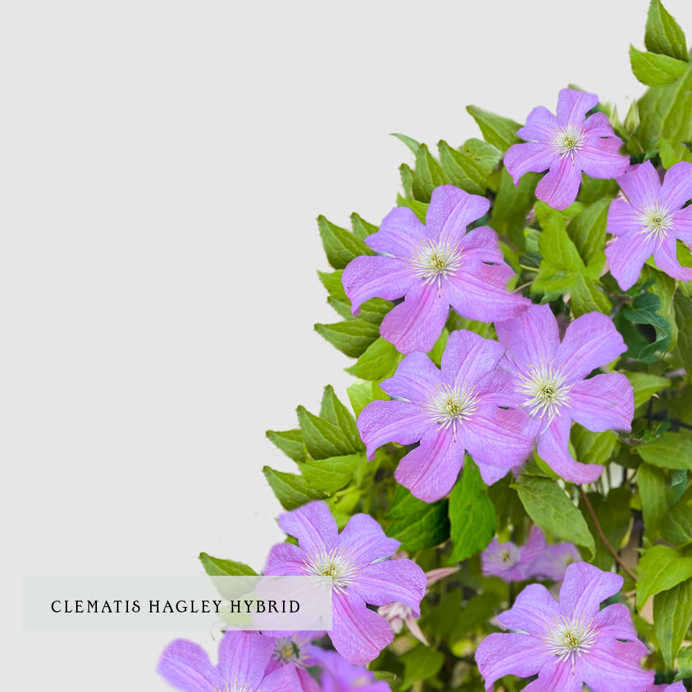 Clematis Hagley Hybrid - Floritismo