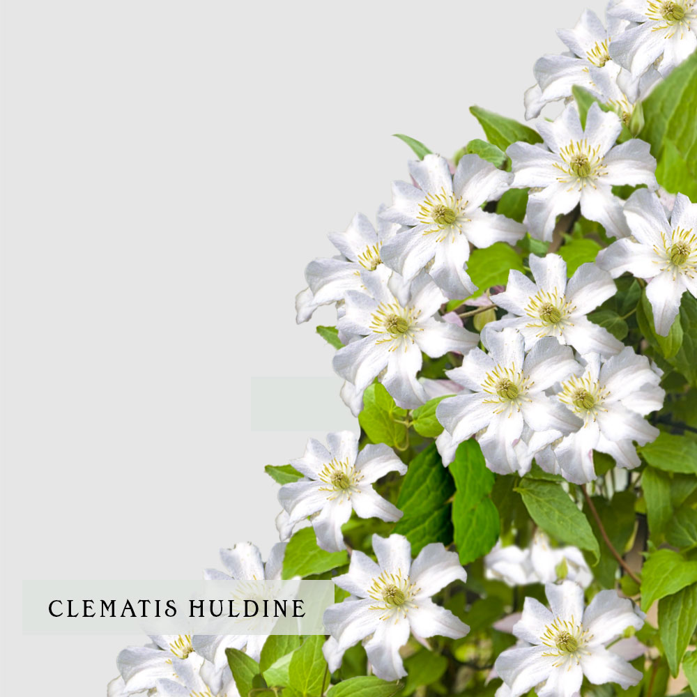 Clematis Huldine - Floritismo