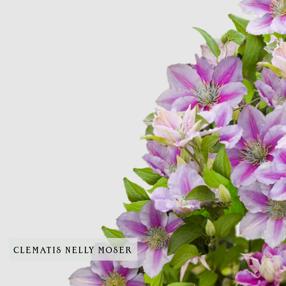 Clematis Nelly Moser - Floritismo