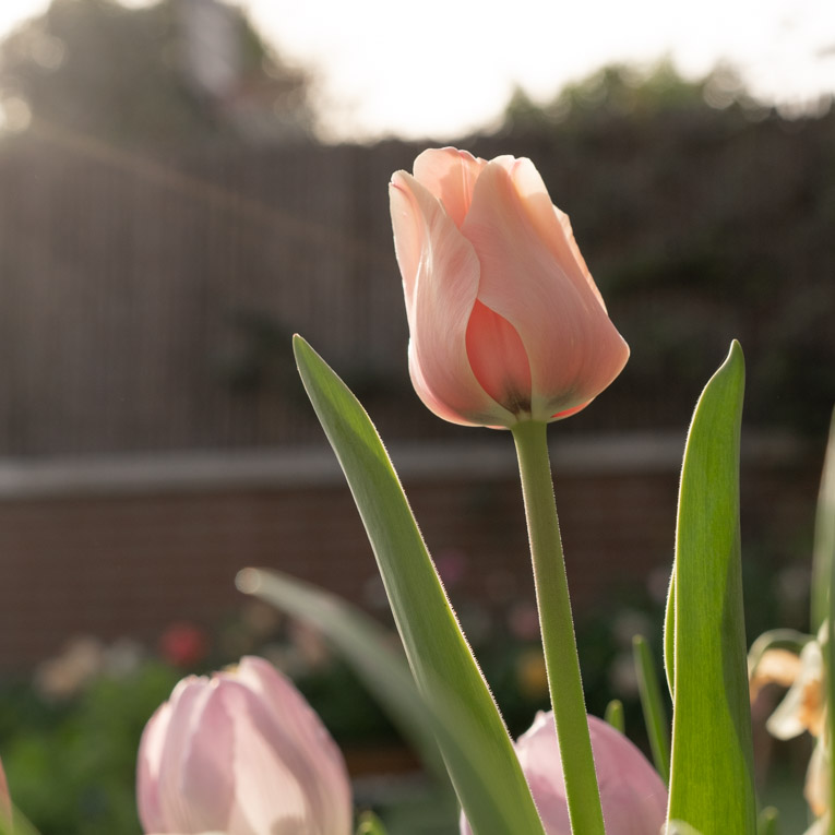 Tulipanes Elegance Apricot Beauty - Floritismo