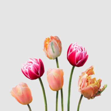 Tulipanes Pack Ruben - Floritismo