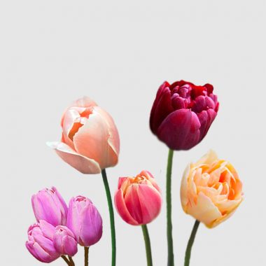Tulipanes Rubén Floritismo