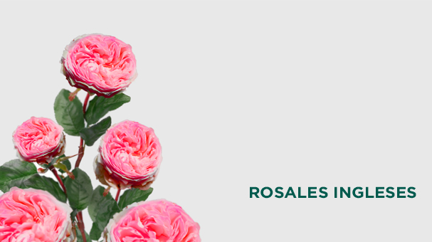 ROSALES-INGLESES