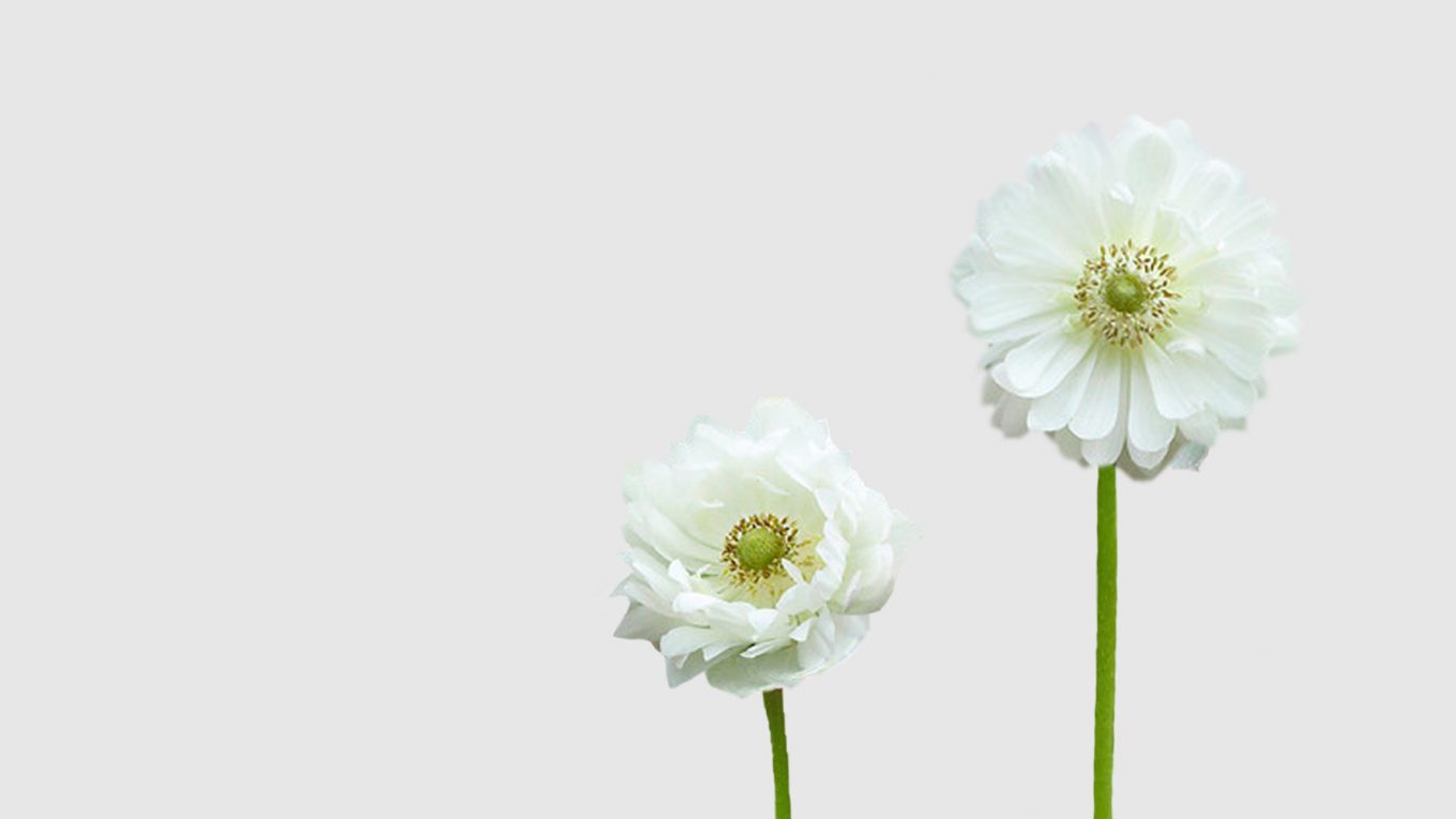 Anemonas Blancas Dobles Floritismo