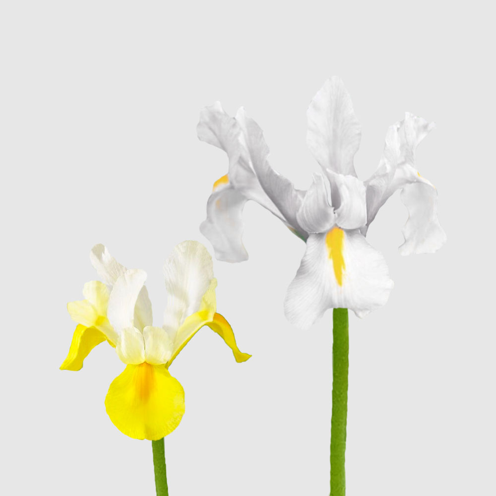 Iris Selección - Floritismo
