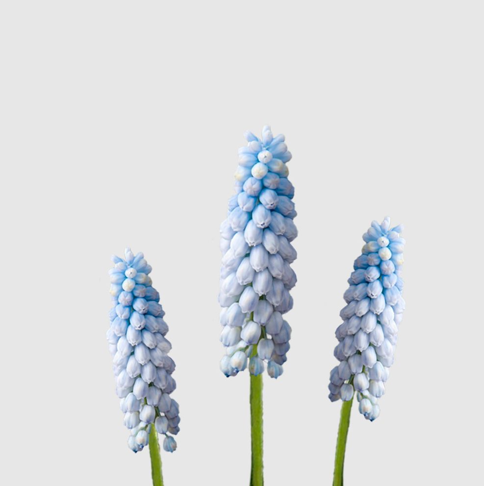 Muscaris Azul Palido Floritismo