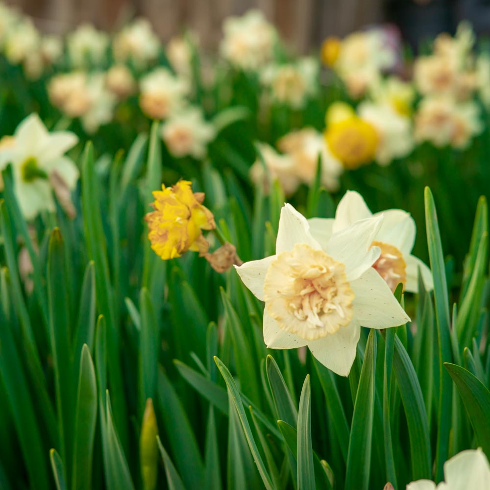Curiosidades sobre Narcisos - Floritismo