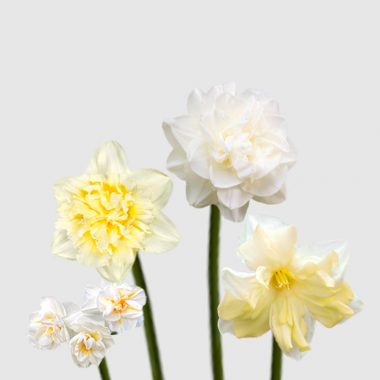 Narcisos Amarillo-Blanco Floritismo