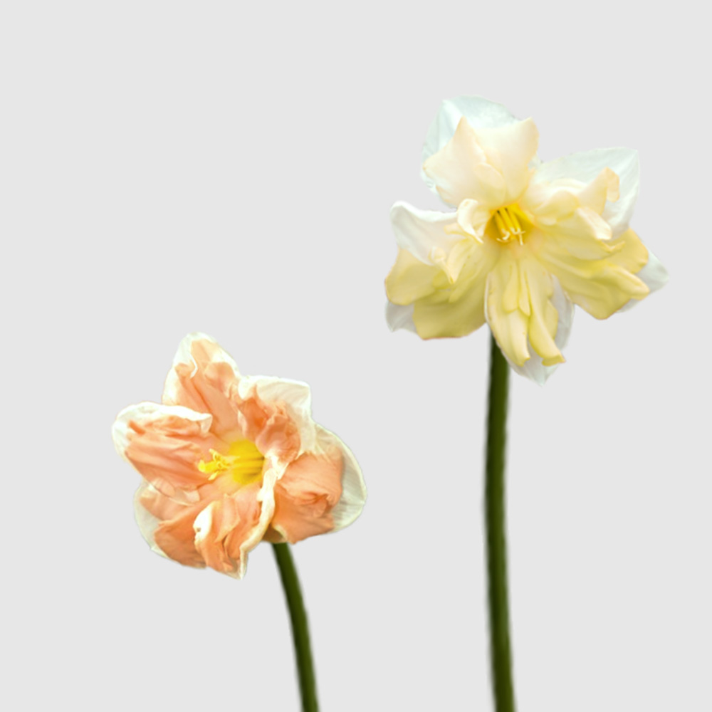Narcisos Corona Floritismo