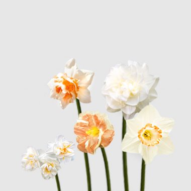 Narcisos Originales Floritismo