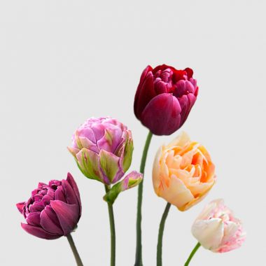 Tulipanes Dobles Floritismo