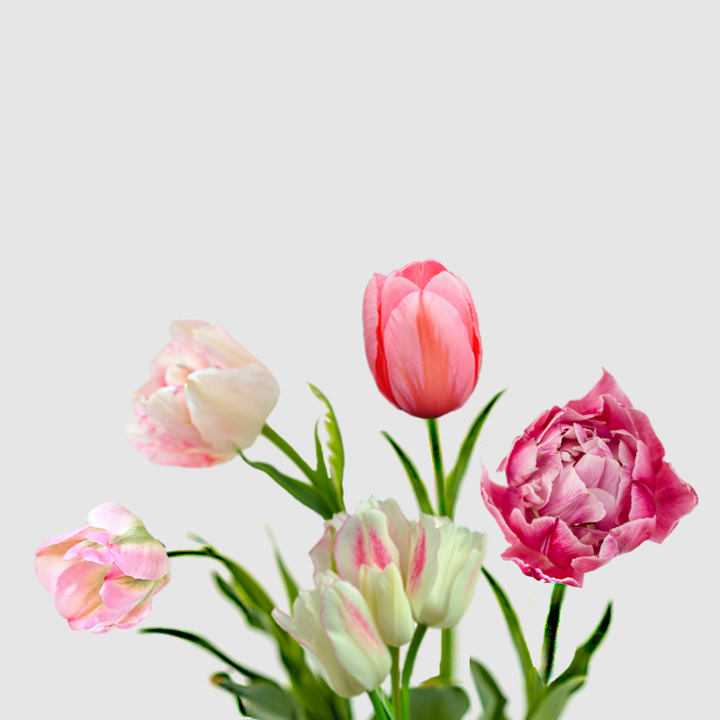Tulipanes Rosa Floritismo