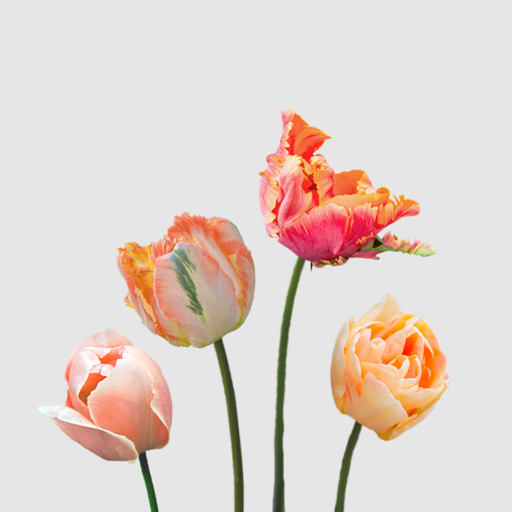 Tulipanes Salmón - Floritismo
