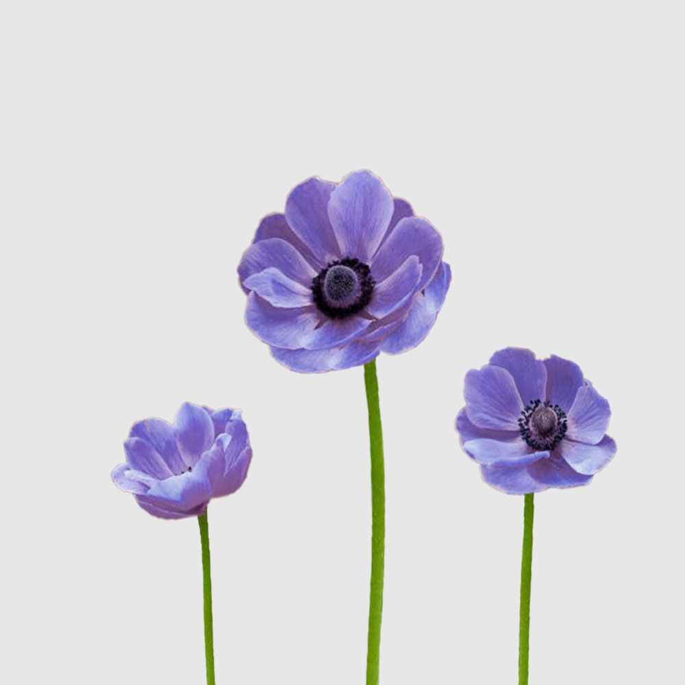Anemonas lila - Floritismo