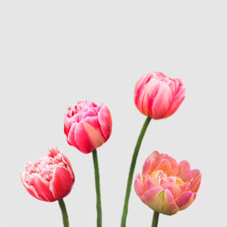 Tulipanes Dobles - Floritismo