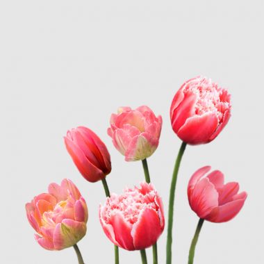 Tulipanes Pack Anna - Floritismo
