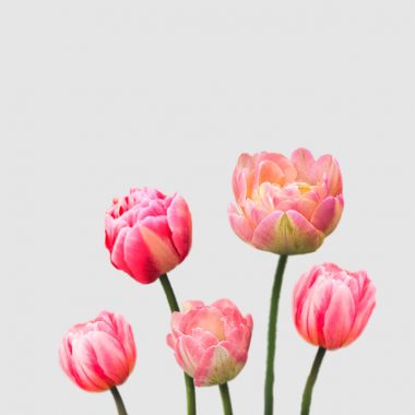 Tulipanes Peonía - Floritismo